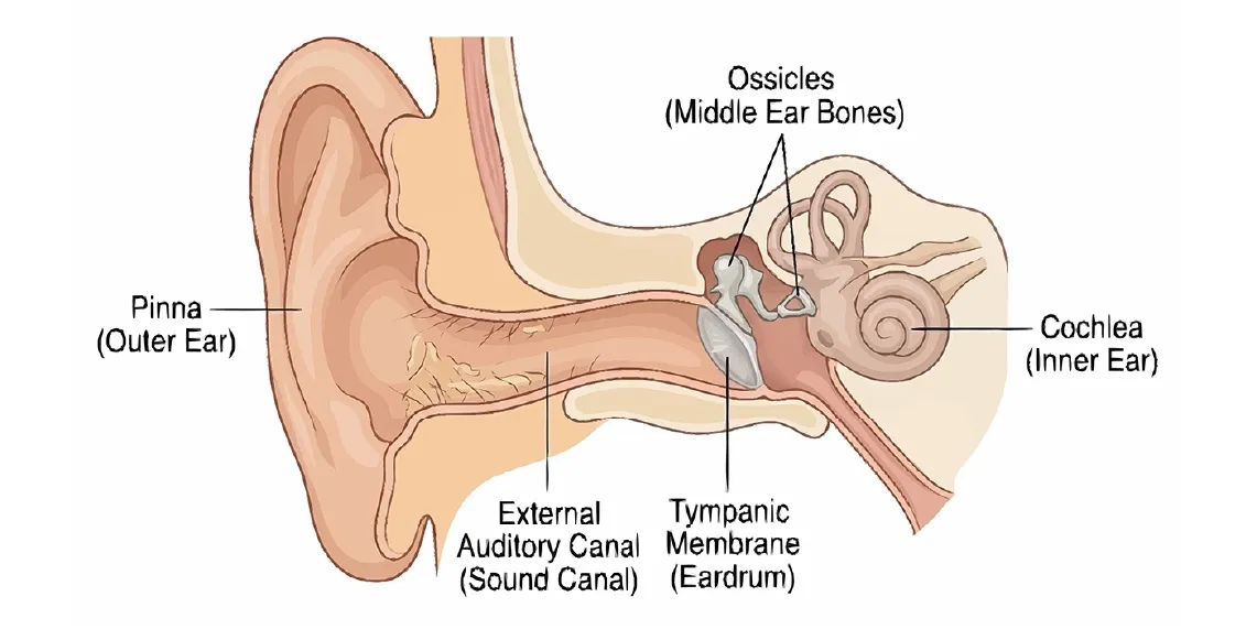 Ear anatomy diagram showing outer ear canal eardrum and middle ear to explain difference between swimmer's ear and middle ear infection