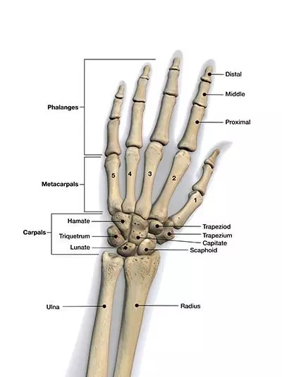 Common Orthopedic Injuries
