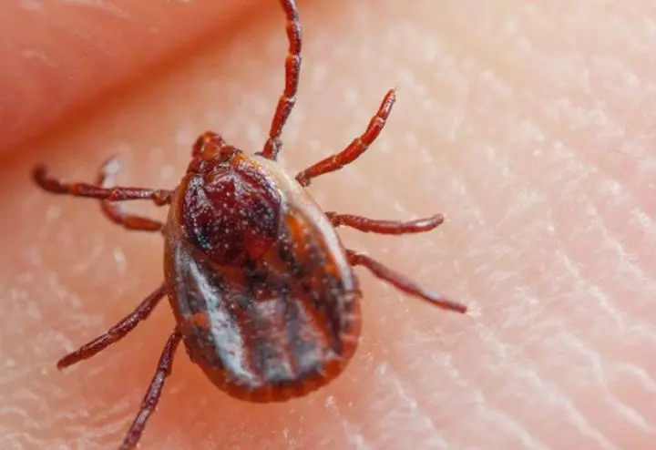 identifying a tick attached to the skin