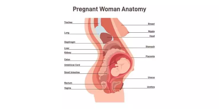 How Pregnancy Shifts Organs and Affects Breathing