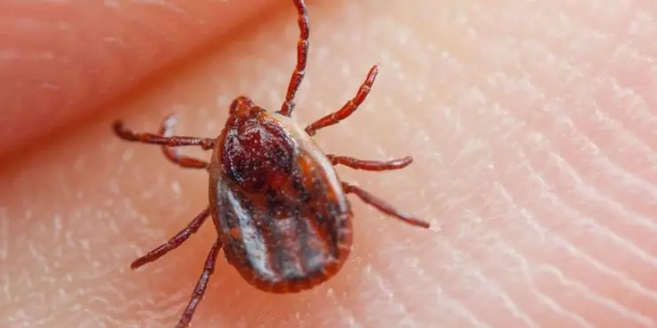 identifying a tick attached to the skin