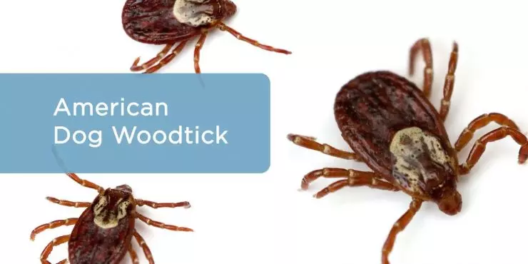 American-dog-woodtick.jpg