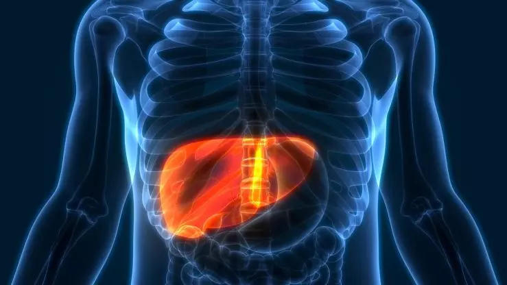 The Liver and Liver Cancer Explained