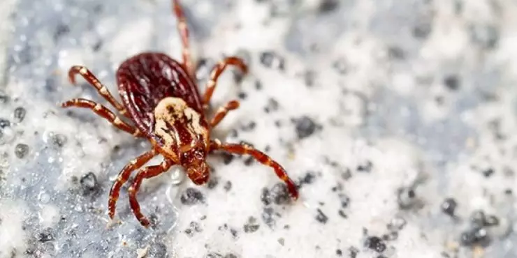 American dog tick identification