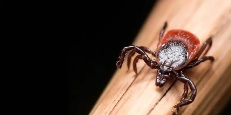 blacklegged deer tick identification