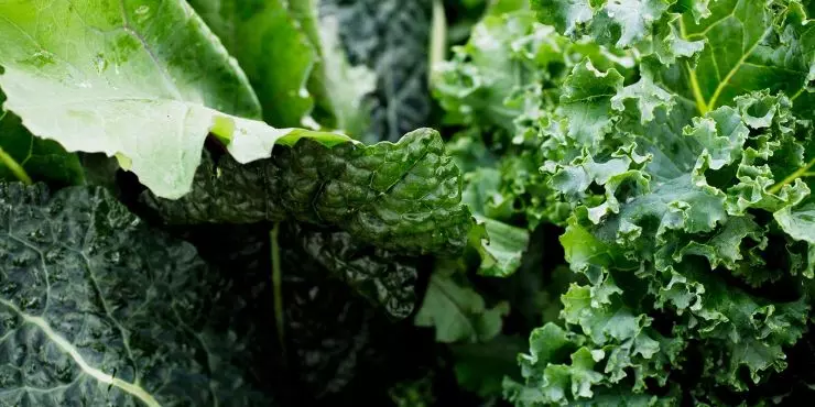 dark-leafy-greens-how-get-your-family-eat-more-them.jpg